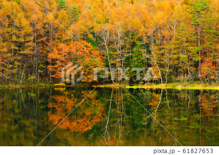 紅葉　御射鹿池 61827653