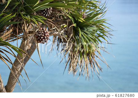 沖縄でよくみられる海沿いに生えてるアダンの木と赤い実の写真素材