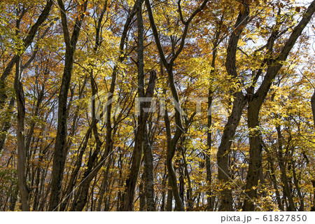 大山/ブナ林 (鳥取県) 61827850