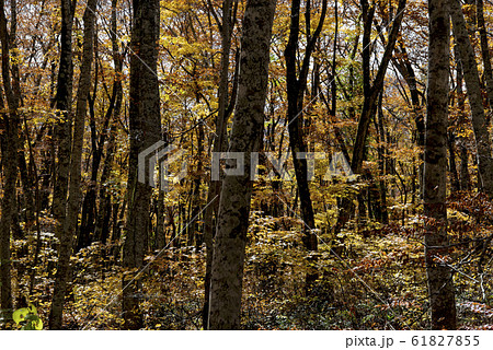 大山/ブナ林 (鳥取県) 61827855