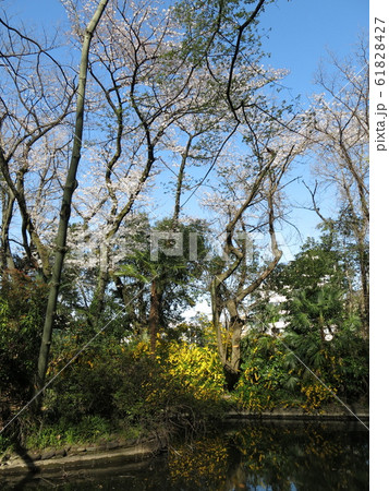 桜や山吹が咲く文京区の占春園(落英池) 桜や山吹が咲く文京区の占春園(落英池) 61828427