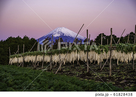 （静岡県）箱根西麓のダイコン干し　富士山　夜明け 61828438