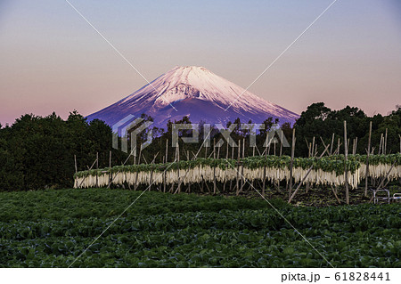 （静岡県）箱根西麓のダイコン干し　富士山　夜明け 61828441