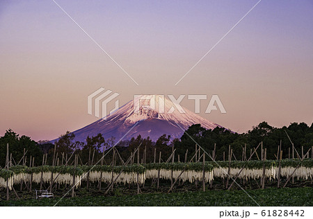 （静岡県）箱根西麓のダイコン干し　富士山　夜明け 61828442