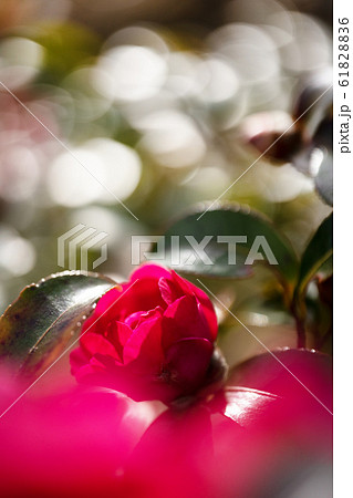 赤い山茶花のクローズアップ 61828836