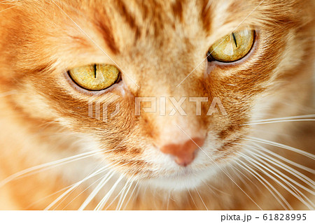 Funny ginger cat`s face close-up, selective focus 61828995