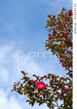 満開の山茶花と青空のコピースペース 満開の山茶花と青空のコピースペース 61829135