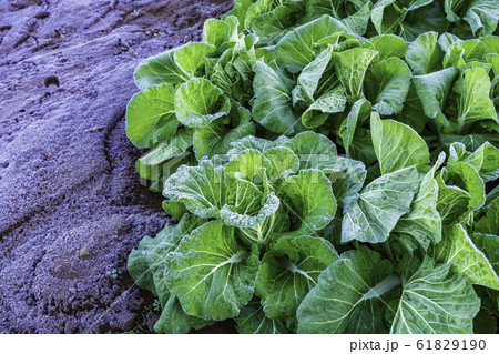 (静岡県)箱根西麓の野菜畑 ハクサイ (静岡県)箱根西麓の野菜畑 ハクサイ 61829190