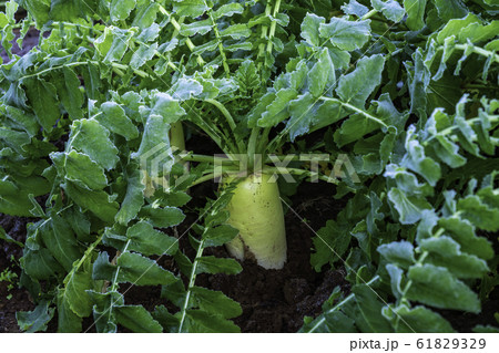 （静岡県）箱根西麓の野菜畑　大根 61829329