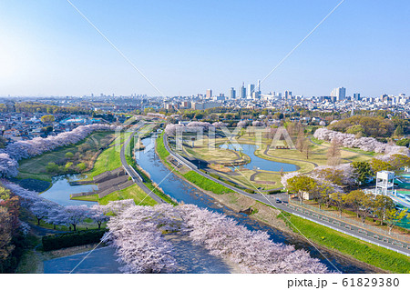 空撮パノラマ 見沼田んぼの桜回廊 空撮パノラマ 見沼田んぼの桜回廊 61829380