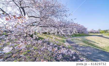 見沼田んぼの春　日本一の桜回廊　大宮第二公園　 61829732