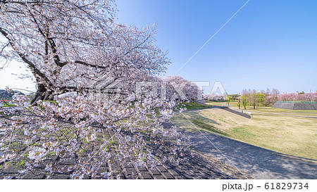 見沼田んぼの春　日本一の桜回廊　大宮第二公園　 61829734