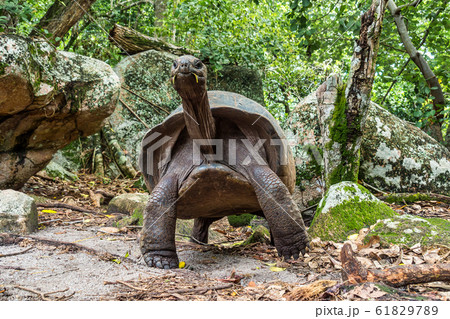 Aldabra giant tortoise, Curieuse Marine National 61829789