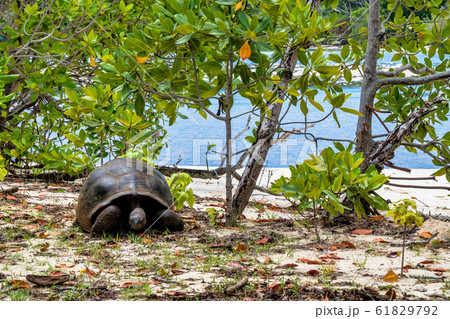 Aldabra giant tortoise, Curieuse Marine National Aldabra giant tortoise, Curieuse Marine National 61829792