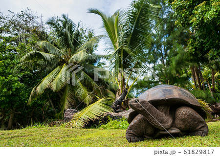 Aldabra giant tortoise, Curieuse Marine National Aldabra giant tortoise, Curieuse Marine National 61829817