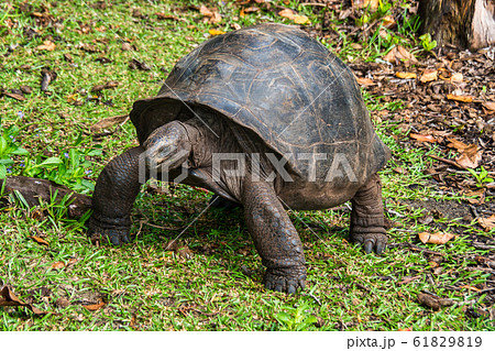 Aldabra giant tortoise, Curieuse Marine National 61829819