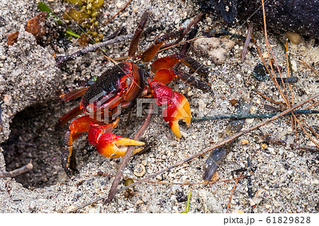 Spider Crab, Neosarmatium meinerti in the Spider Crab, Neosarmatium meinerti in the 61829828