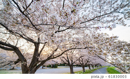 見沼田んぼの春 日本一の桜回廊 見沼田んぼの春 日本一の桜回廊 61830003