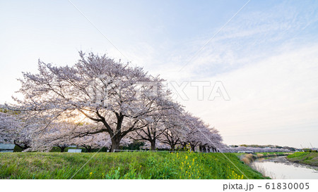 見沼田んぼの春　日本一の桜回廊　 61830005