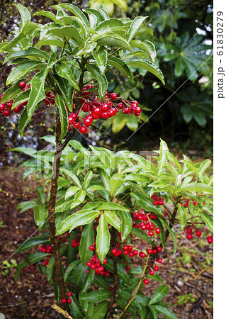 マンリョウ 61830279