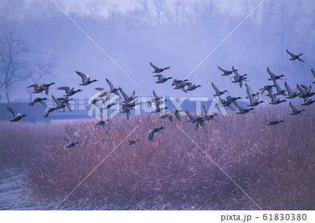 自然 風景 韓国 61830380