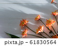 flowers on white wood  with light and shadow 61830564