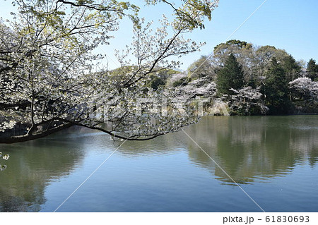 鶴見区三ツ池公園 鶴見区三ツ池公園 61830693