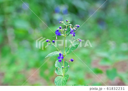 薄紫色のカリガネソウの花 61832231