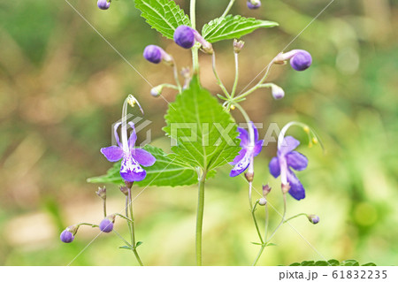 薄紫色のカリガネソウの花 61832235