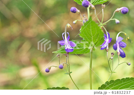 薄紫色のカリガネソウの花 薄紫色のカリガネソウの花 61832237