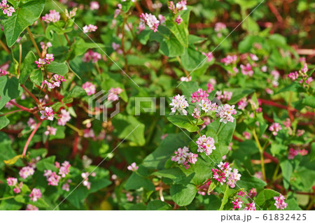 アカソバの花 アカソバの花 61832425