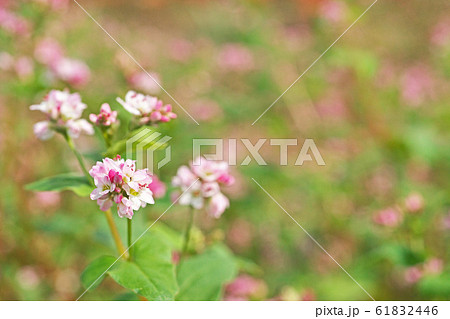 アカソバの花 61832446