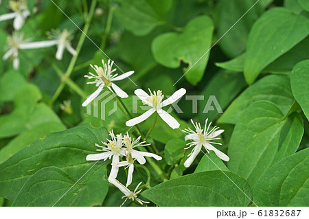 白いセンニンソウの花 白いセンニンソウの花 61832687