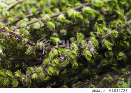 穂紫蘇 61832723