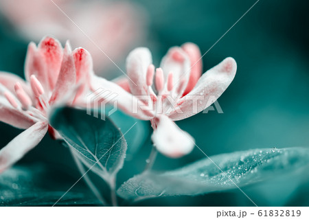 Beautiful honeysuckle flowers with white and pink Beautiful honeysuckle flowers with white and pink 61832819