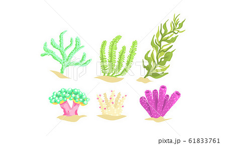 Seaweeds Collection, Aquatic Marine Algae, Underwater Ocean or Sea Plants Vector Illustration Seaweeds Collection, Aquatic Marine Algae, Underwater Ocean or Sea Plants Vector Illustration 61833761