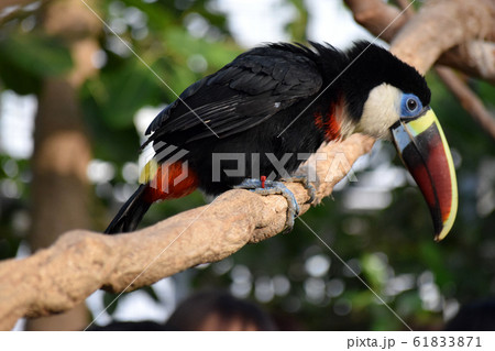 シロムネオオハシ シロムネオオハシ 61833871