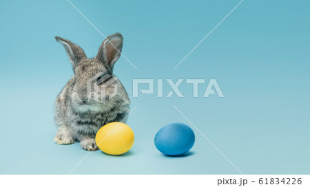Adorable Easter bunny isolated on blue studio background, flyer, greeting card 61834226