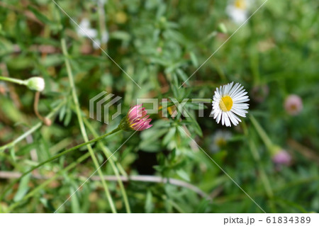 Mexican fleabane Mexican fleabane 61834389