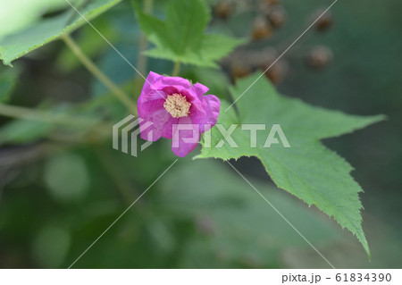Flowering raspberry 61834390
