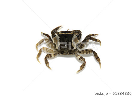 ケフサイソガニ 61834836