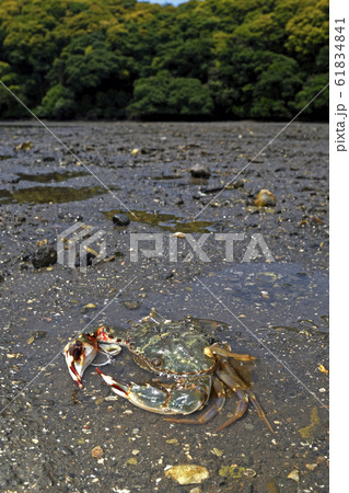 取り残されたカニ 61834841