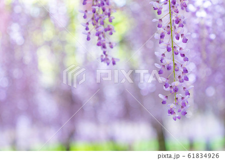 藤 ふじ 満開 花 藤 ふじ 満開 花 61834926