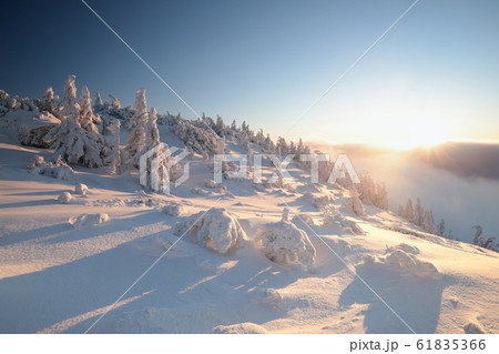 Frosted trees on the mountain top against the blue sky at dusk 61835366