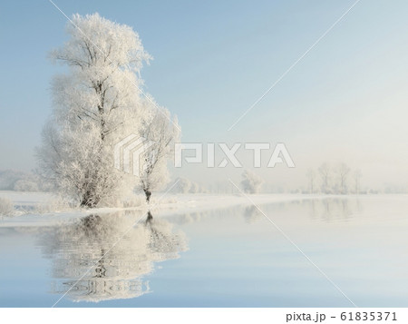 Frosty winter tree in the morning Frosty winter tree in the morning 61835371