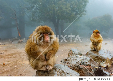 Barbary Macaque Monkeys sitting on ground in Atlas forests of Morocco, Africa 61835543