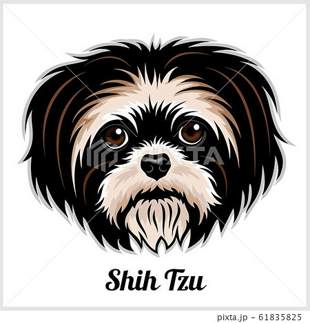 Shih Tzu Dog head showing tongue in vector design Shih Tzu Dog head showing tongue in vector design 61835825