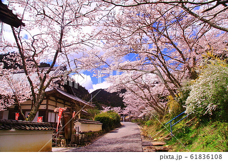 白毫寺(ﾋﾞｬｸｺﾞｳｼﾞ)境内に咲く桜（兵庫県丹波市） 61836108
