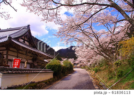 白毫寺(ﾋﾞｬｸｺﾞｳｼﾞ)境内に咲く桜（兵庫県丹波市） 61836113
