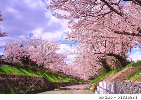 黒井川（丹波市　春日町）に咲く満開の桜 61836831